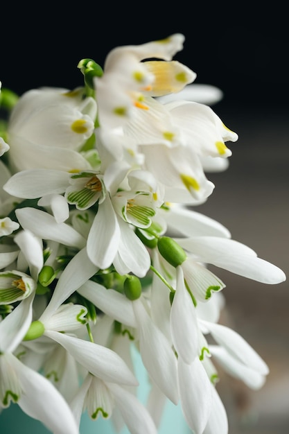 Bouquet di bucaneve su uno sfondo sfocato