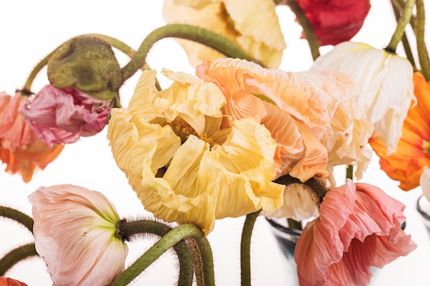 Bouquet di fiori margherita e papavero