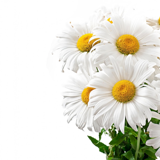 bouquet di fiori margherite su bianco isolato