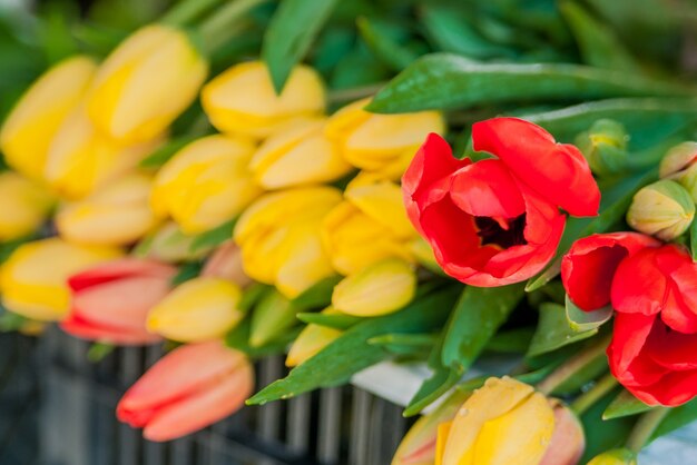 Bouquet di tulipani davanti alla scena di primavera. Mazzi di tulipani in vendita