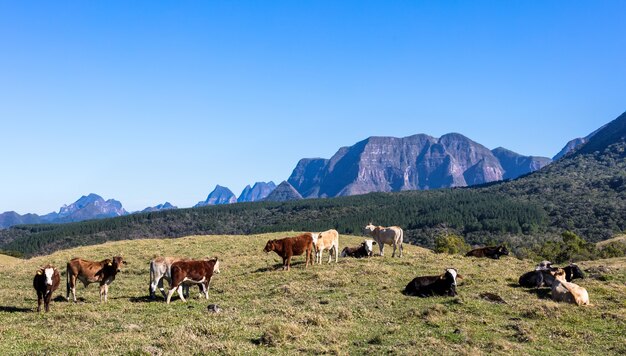 Bovini al pascolo in montagna