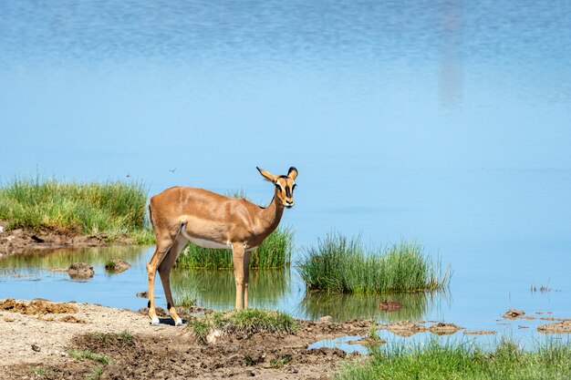 Branco di antilopi antilopi antilope saltante e di struzzi a pozza d'acqua, Okaukuejo, Parco nazionale di Etosha, Namibia