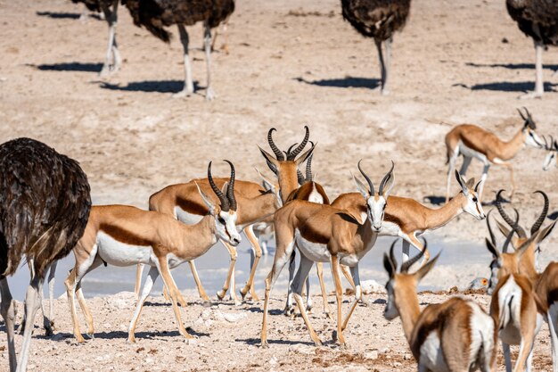 Branco di antilopi antilopi antilope saltante e di struzzi a pozza d'acqua, Okaukuejo, Parco nazionale di Etosha, Namibia