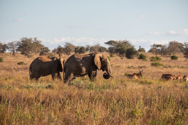 Branco di elefanti e cervi su un campo nella giungla in Tsavo ovest, Taita Hills, Kenya