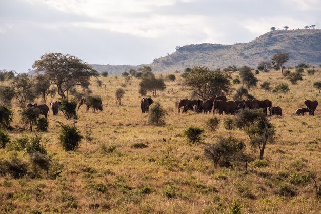 Branco di elefanti su un campo coperto di erba nella giungla in Tsavo ovest, colline di Taita, Kenya