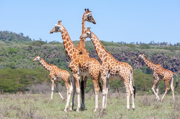 Branco di giraffe nella savana