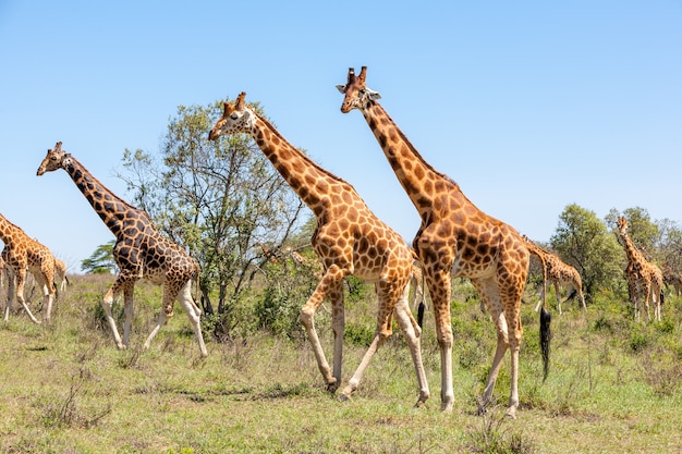 Branco di giraffe nella savana