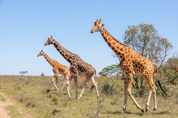 Branco di giraffe nella savana