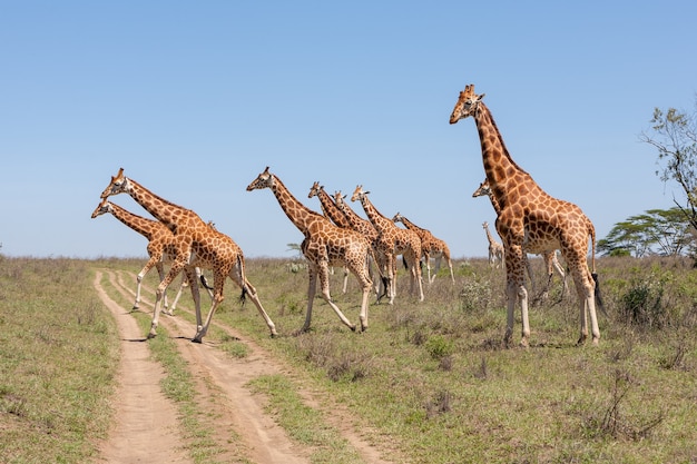 Branco di giraffe nella savana