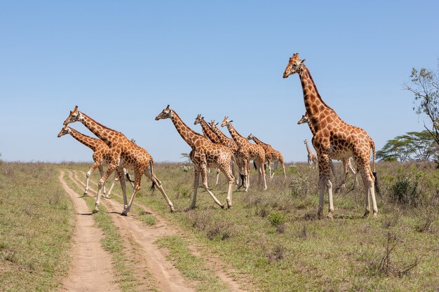 Branco di giraffe nella savana