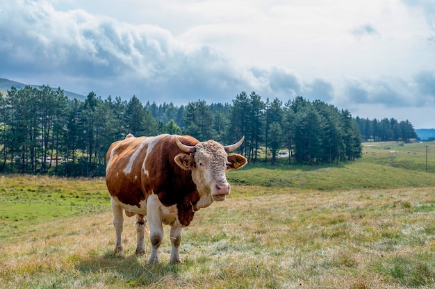 Bue con le corna sul campo erboso in campagna