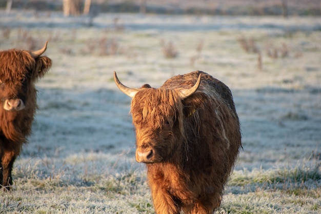 Bufali marroni che camminano nel campo nevoso