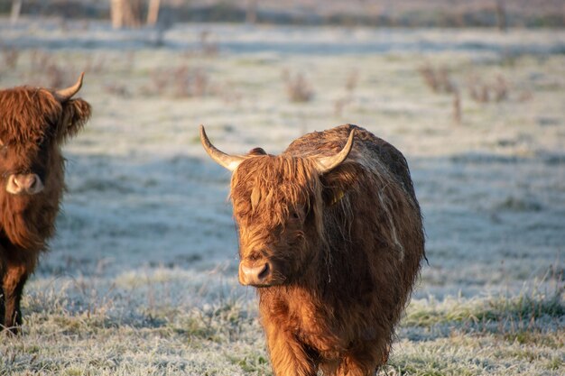 Bufali marroni che camminano nel campo nevoso