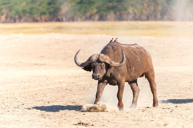 Bufalo africano selvaggio nella savana