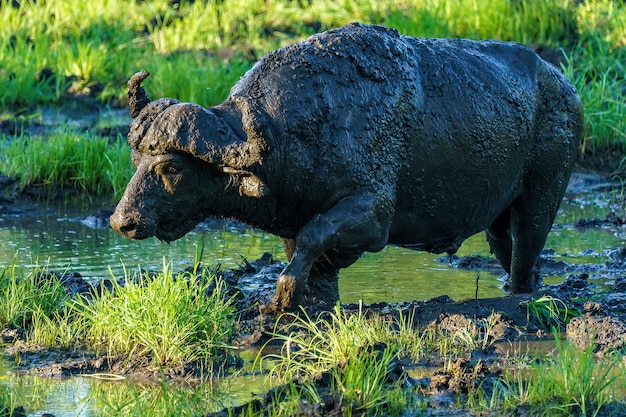 Bufalo africano sporco che cammina sulla palude