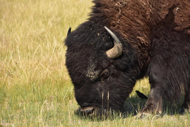 Bufalo americano al pascolo con un uccellino nero nella sua ombra.