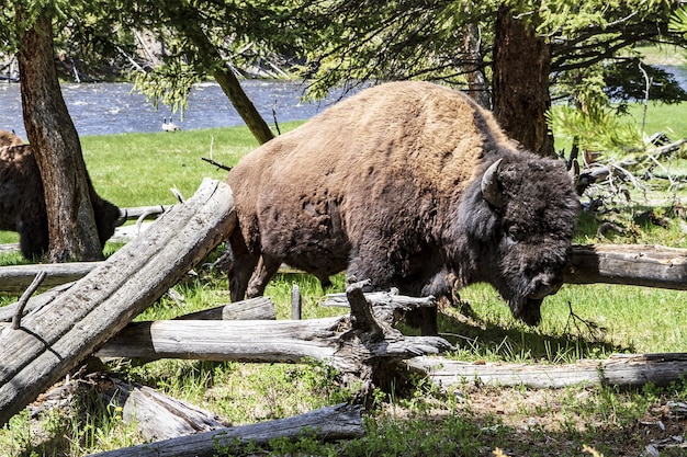 Bufalo arrabbiato all'interno del parco nazionale di Yellowstone