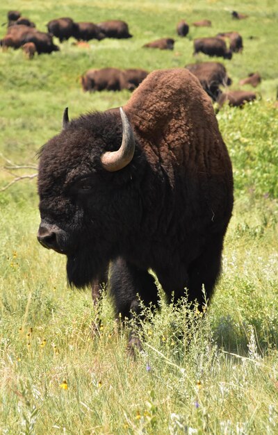 Bufalo marrone shaggy in una mandria durante l'estate nel Nord Dakota