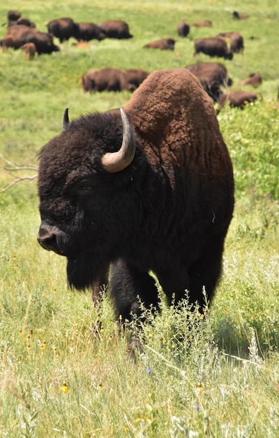 Bufalo marrone shaggy in una mandria durante l'estate nel Nord Dakota