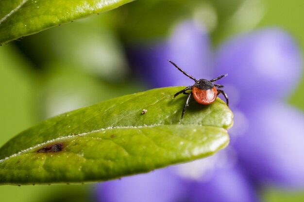 Bug marrone e nero su foglia verde