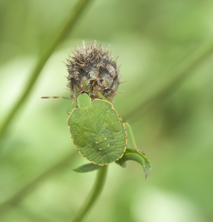 Foto gratuito bug