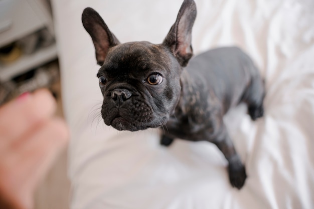 Bulldog francese abbastanza piccolo del primo piano