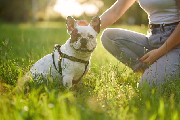 Bulldog francese che si diverte con il proprietario nel parco