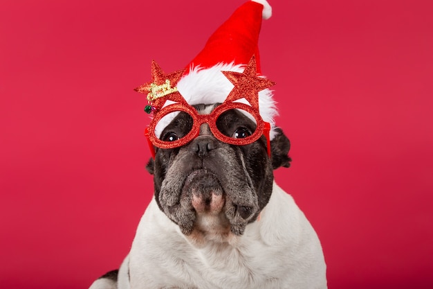 Bulldog francese con un cappello di Natale e divertenti occhiali da sole sul rosso