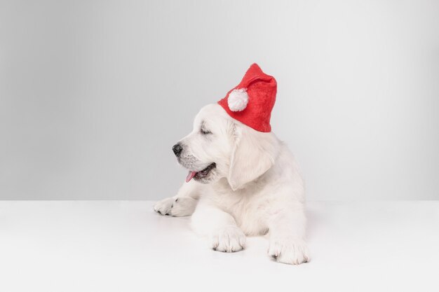 Buon anno. Golden retriever crema inglese. Simpatico cagnolino giocoso o animale domestico sembra carino sul muro bianco. Concetto di movimento, azione, movimento, amore per cani e animali domestici. Indossare il cappello di Babbo Natale