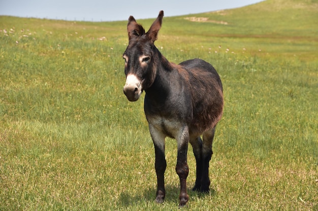 Burro solitario molto dolce in piedi in un prato erboso.