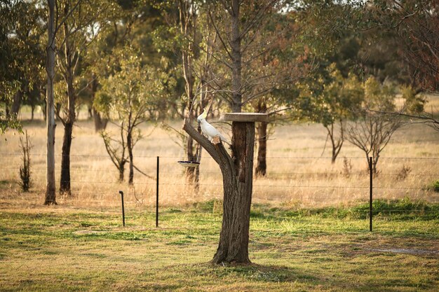 Cacatua seduto su un albero con una mangiatoia per uccelli in ceramica in un tranquillo giardino cottage