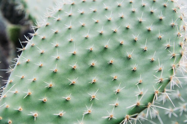 Cactus closeup