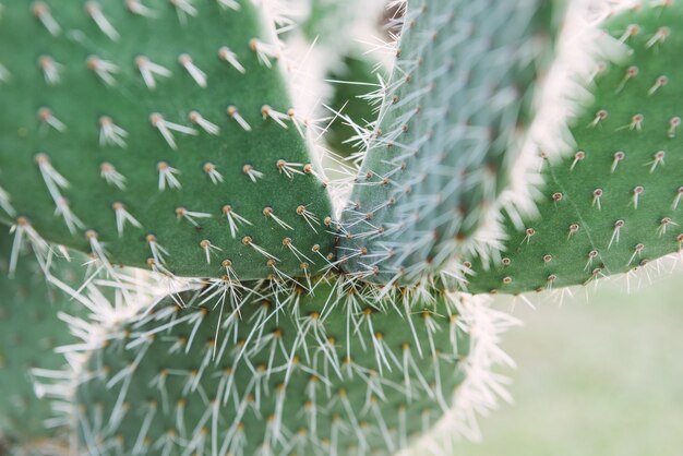 Cactus closeup