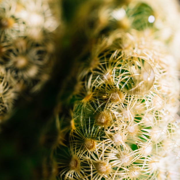 Cactus del primo piano con goccia di acqua
