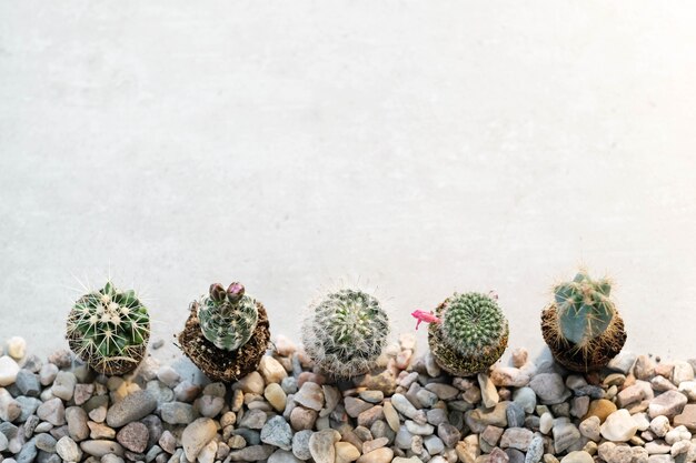 Cactus domestici sul tavolo