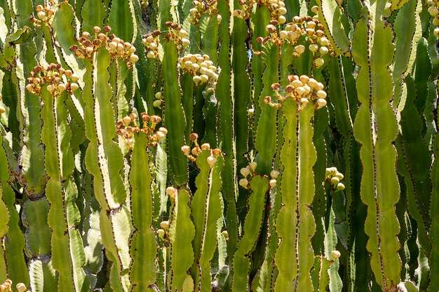 Cactus fiorito con foglie di ceppo