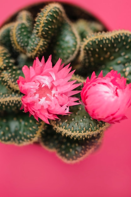 Cactus fiorito sul rosa