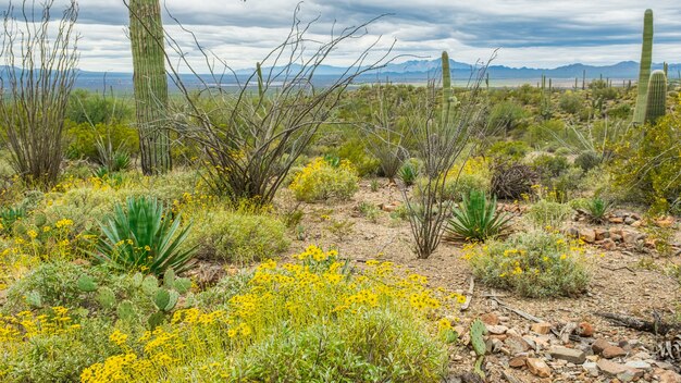 Cactus misti in una scena del deserto