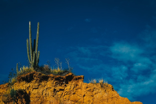 cactus nel paesaggio desertico