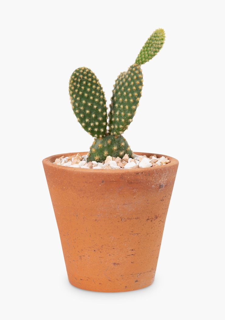 Foto gratuito cactus orecchie da coniglio in vaso di terracotta