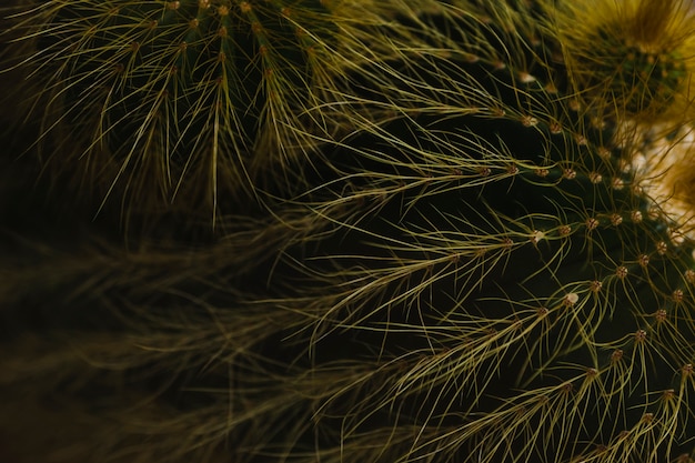 Cactus shaggy di Close-up