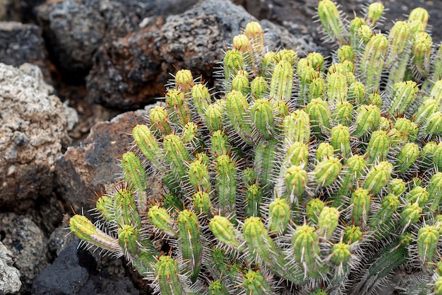 Cactus spinosi che crescono sulle pietre