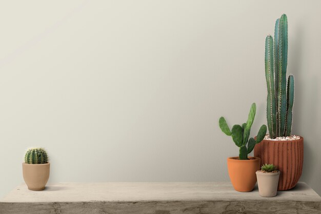 Cactus su uno scaffale da uno sfondo di muro bianco