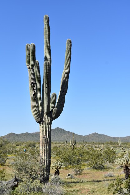 Cactus tagliente gigante nel parco sotto il cielo blu