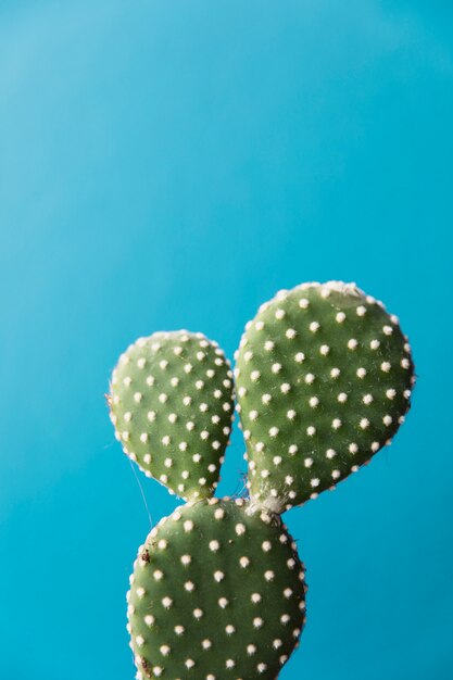 Cactus ufficio