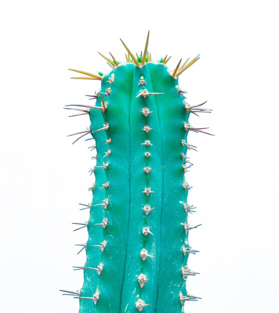 Cactus verde di EUPHORBIA CULTIVARs isolato su bianco