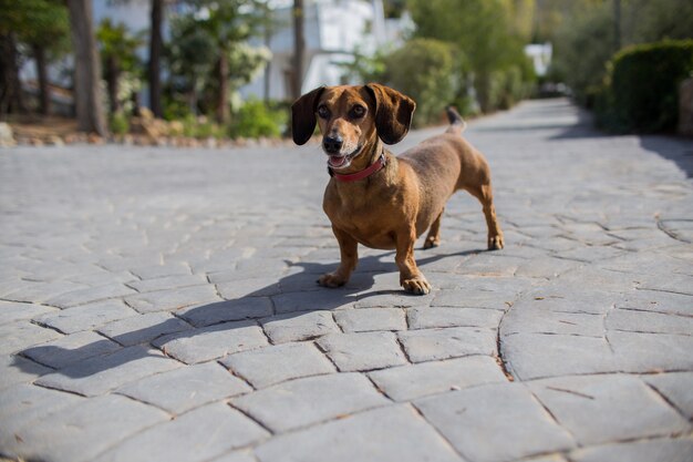 cagnolino caldo