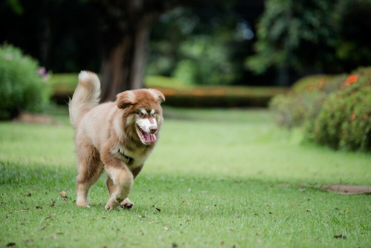 Foto gratuito cagnolino in un parco all'aperto. ritratto di stile di vita.