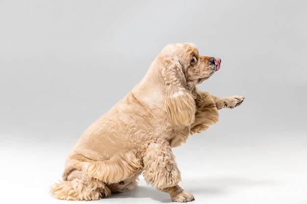 Cagnolino lanuginoso curato carino