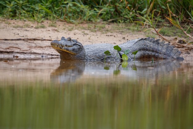 caimano selvaggio con pesce in bocca nell'habitat naturale